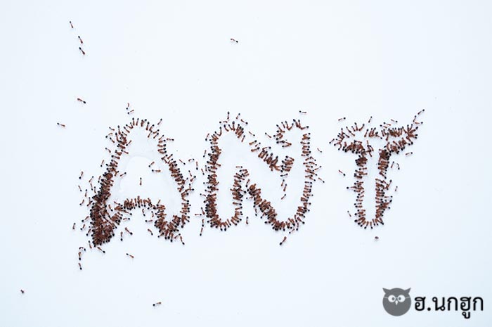 ภาพถ่ายผลงานของเรา