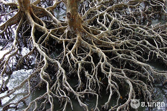 ภาพถ่ายผลงานของเรา