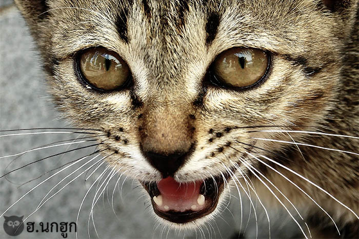 ภาพถ่ายผลงานของเรา